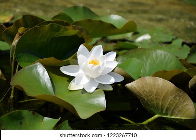 White Waterlily Nymphaea ‘Walter Pagels’