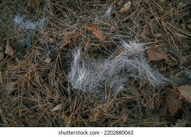 White Weasel Fur On The Dry Grass