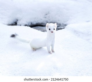 White weasel out hunting for prey