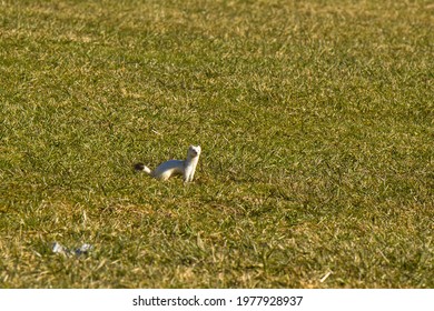 White Weasel Winterdressed In The Green Meadow