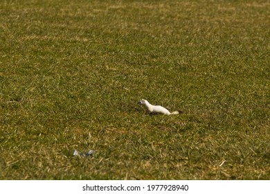 White Weasel Winterdressed In The Green Meadow