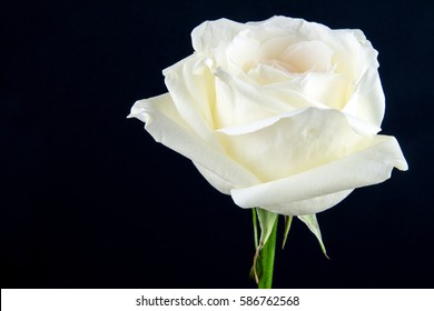 White wedding rose close up isolated on dark black background / bird eye view of white rose on black