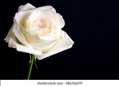 White wedding rose close up isolated on dark black background / bird eye view of white rose on black