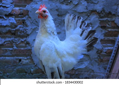 serama chicken white