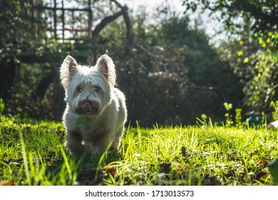 White west highland terrier dog licks her snout as she prances through a green field.