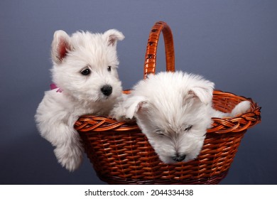 white west highland terrier dog puppy in basket on gray background, closeup
