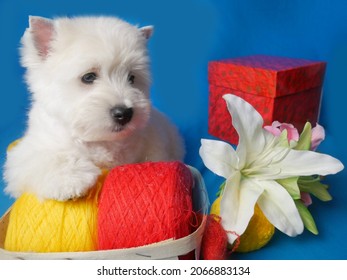 white west highland terrier dog puppy in basket with red and yellow skeins of yarn with gift box and flowers on blue  background, closeup