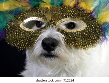 https://image.shutterstock.com/image-photo/white-west-highland-terrier-mardi-260nw-712824.jpg