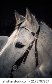 White Western Horse With Western Bridle