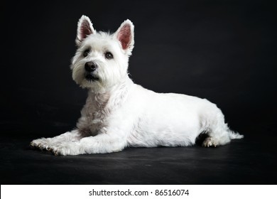 White Westhighland Westie Terrier Lying Down Isolated On Black Background