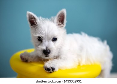 A White Westie Puppy On A Yellow Chair