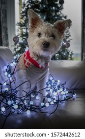 White Westie Terrier Dog In Christmas Jumper Wrapped Tangled In Christmas Tree Lights On The Sofa At Home With Xmas Tree In The Background