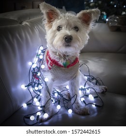 White Westie Terrier Dog In Christmas Jumper Wrapped Tangled In Christmas Tree Lights On The Sofa At Home With Xmas Tree In The Background