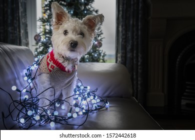 White Westie terrier dog in Christmas jumper wrapped tangled in Christmas tree lights on the sofa at home with Xmas tree in the background