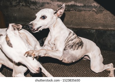 Whippet Puppy Images Stock Photos Vectors Shutterstock