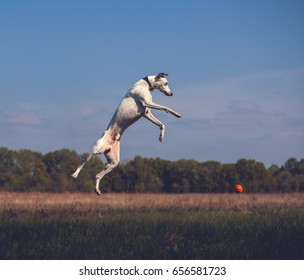 White whippet dogs jumps very high with orange ball
