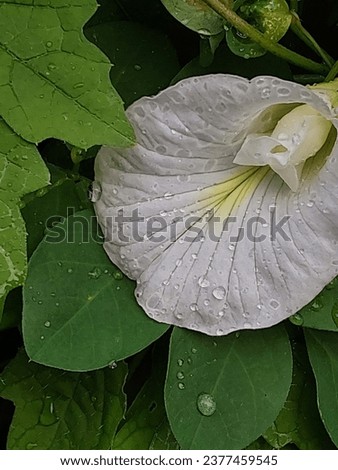 white whiteflower green plants dew