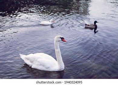 White whooper swan-Cygnus cygnus on the lake with blue dark water background. beautiful elegant royal bird swimming on the Lake. Swan fowl large bird in water with duck - Powered by Shutterstock