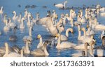 White whooper swans swimming in the nonfreezing winter lake. Altai, Russia.