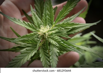 582 Cannabis white widow Images, Stock Photos & Vectors | Shutterstock