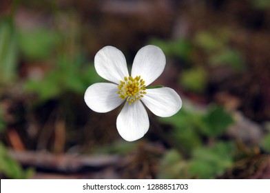 White Wild Flower - Langtang National Park, Rasuwa District, Mid - Nepal.