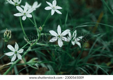 White wild flowers in the forest, close-up, selective focus