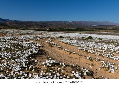 White Wild Flowers And A Sandy Car Track In Namaqualand, South Africa