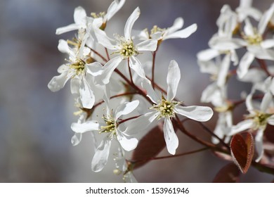 White Wild Flowers. Serviceberry (Amelanchier)