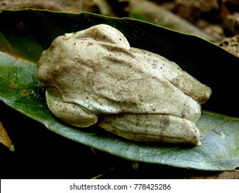 White Wild Frog Do Hibernation In Winter Time To Survive On Green Leaf 