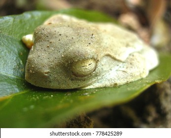 White Wild Frog Do Hibernation In Winter Time To Survive On Green Leaf 