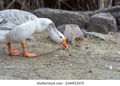 White Wild Goose Trying To Swallow A Bagel Whole, Eryaman, Ankara, Turkey.