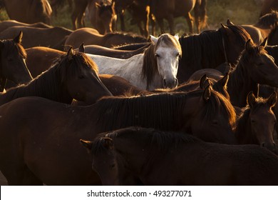 White wild horse between others horses in the sunset