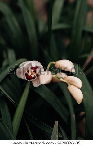 White wild orchids growing in the greenhouse, natural exotic floral background