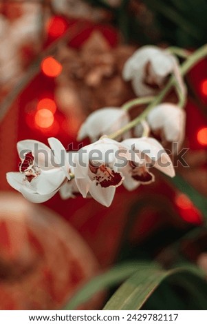 White wild orchids growing in the greenhouse, natural exotic floral background