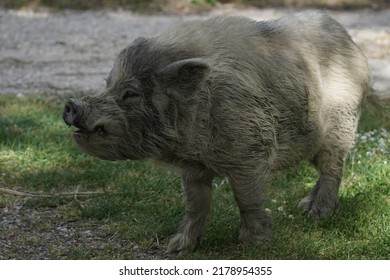 White Wild Pig Or White Boar