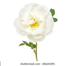 White Wild Rose Flower Isolated On White Background, Close Up View