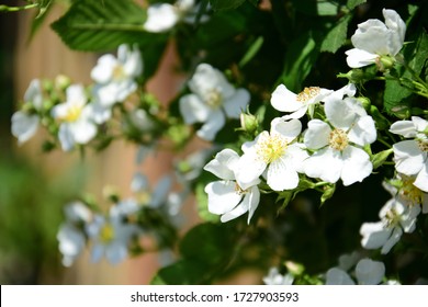 White Wild Roses in the Sunshine