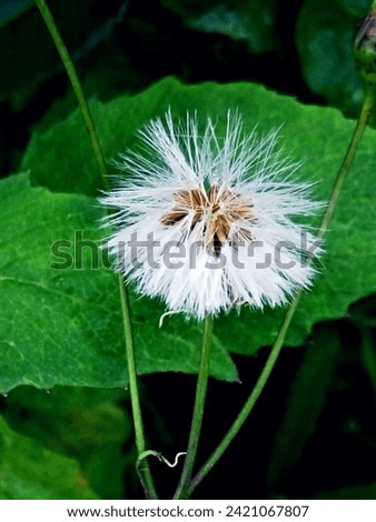 White Wildflowers, ebolo, thickhead, redflower ragleaf, or fireweed bloom Beautifully
