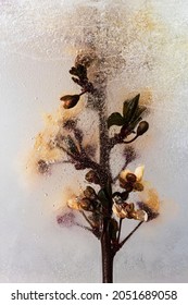 White Wildflowers In Ice Sheet.