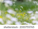 White wildflowers "Queen Anne