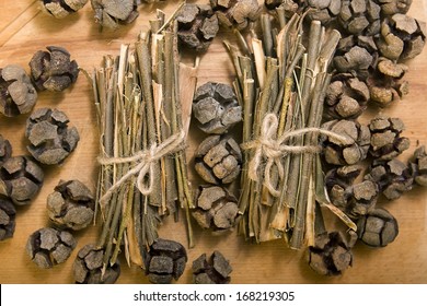 White Willow Bark Medical Herb, Used In Herbal Medicine. Salix Alba 