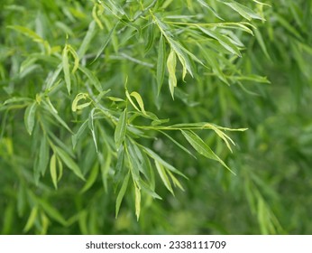 White Willow on a windy day. Salix alba. Branches of a white willow.  Salicaceae Family.  Vegetable background with leaves  White Willow horizontally.  - Powered by Shutterstock