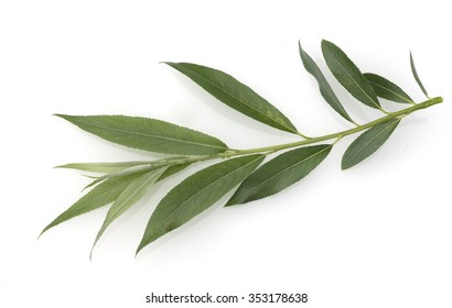 White Willow; Salix Alba
