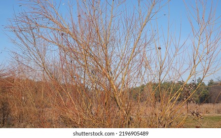 White Willow Tree With Dried Seeds In The Forest