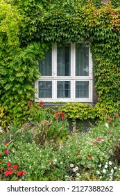 White Window Of Danish House Surrounded By Hedges And Colorful Flowers