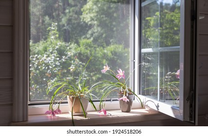 White window with mosquito net in a rustic wooden house overlooking the garden. Houseplants and a watering can on the windowsill.