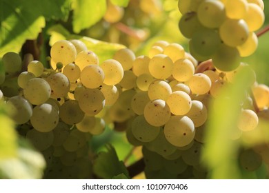 White Wine Grape In Vineyard