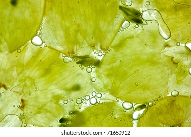 White Wine Grapes Crushed With Juice And Bubbles On White