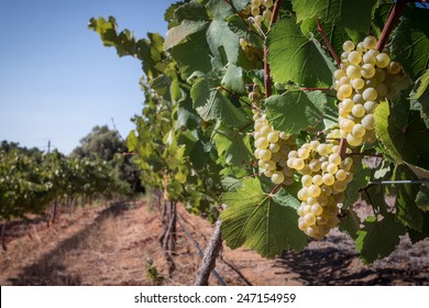 White Wine Grapes On Vine In Vineyard Landscape