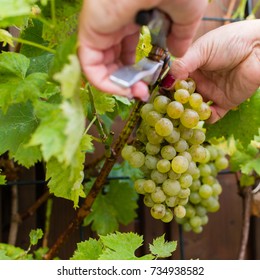 White Wine Grapes Riesling, New Harvest, Making New White Wine, Vineyard In Germany